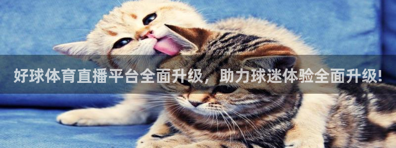 好球体育直播平台全面升级，助力球迷体验全面升级!